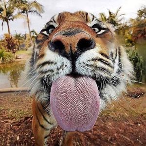 Meet your Posher, Mandy